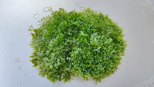 ⭐Korallenmoos Riccardia sp.  Moos Aquarium Wasserpflanze Nano Cube Garnelen ⭐