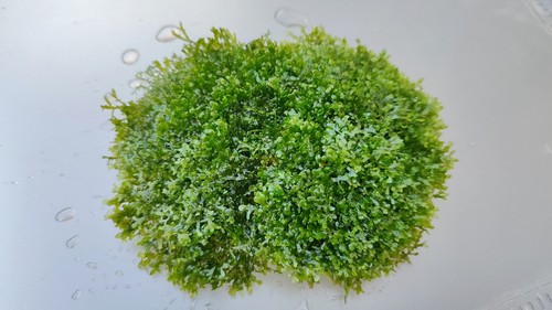 Korallenmoos riccardia sp - ⭐korallenmoos,