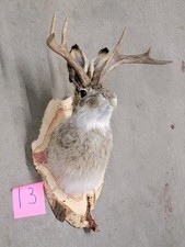 New Jackalope