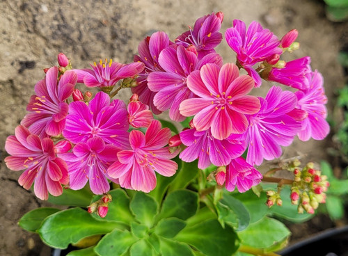 Lewisia porzellanröschen pink - porzellanröschen,