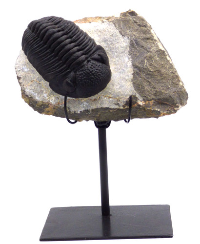 Fossil trilobit drotops - trilobit,