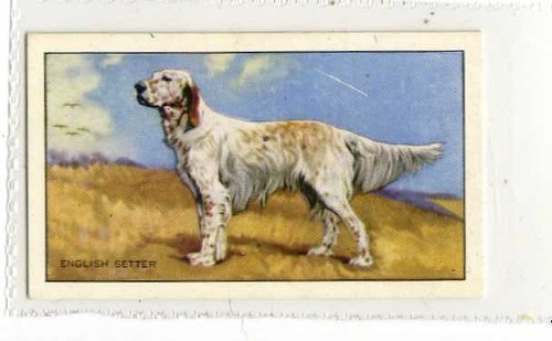 Gallaher hunde - gallaher,,