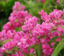 SAMEN Blumensamen KORALLENWEIN seltene Pflanzen-Samen gute Samen Balkon Saat