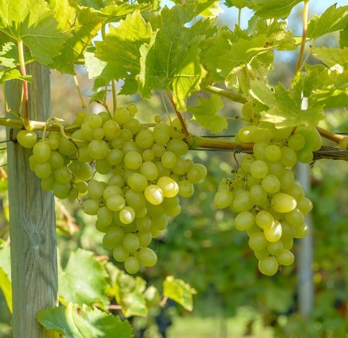 Pilzfeste weinrebe arkadia - pilzfeste,