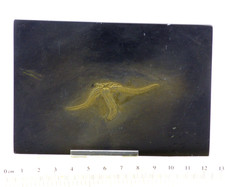 Pyritisierter fossil seestern - fossil,