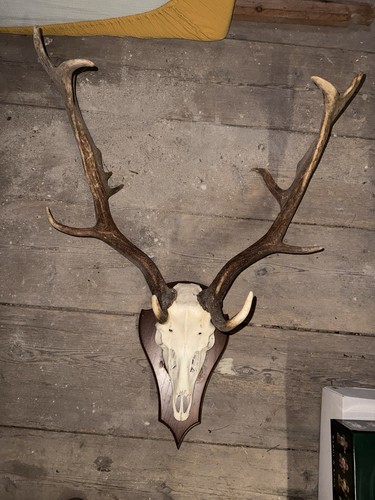 Damwild trophäe auf - 1b,