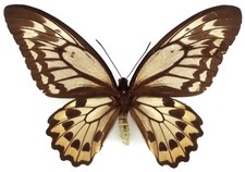 ORNITHOPTERA CROESUS LYDIUS FEMALE FORM FROM HALMAHERA ISL.
