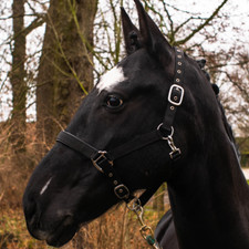 Halfter kaltblut xfull 2fach - kaltblut,