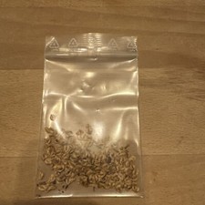 Urweltmammutbaum Samen