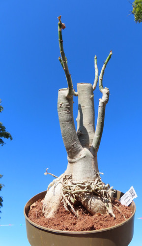 Adenium arabicum wüstenrose - adenium,
