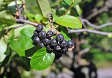 SAMEN Aroniasaft stärkt das Immunsystem, Schwarze Apfelbeere