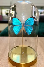 Morpho Menelaus unter