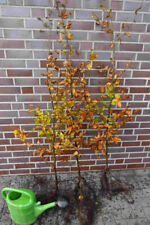 Rotbuchen 5st. 120-150cm  Heckenpflanzen Fagus sylvatica Wurzelware Rotbuche