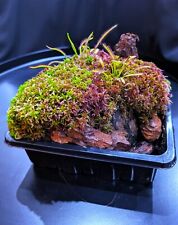 Terrarien Moos Zuchtbox