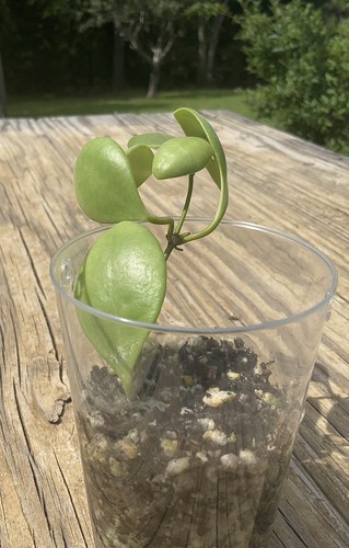 Hoya gps 7731 plant - hoya,