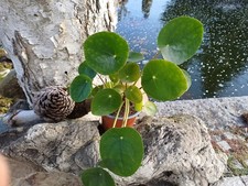 pilea peperomioides Glückstaler Chinesischer Geldbaum Ufopflanze