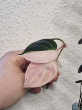 Philodendron Micans Variegated