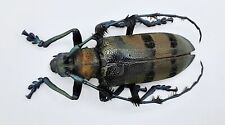 Cerambycidae, Thysia wallichii tricincta, female, A1, 38 mm, Sumatra, #CC14