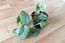 Scindapsus pictus Silver Hero (ausgewachsene Pflanze)