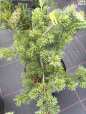 Pinus parviflora Fuku-zu-mi -