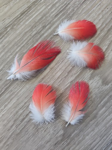 Rote vogelfeder rot - vogelfeder,