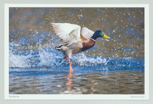 Postkarte stockente ente - postkarte,