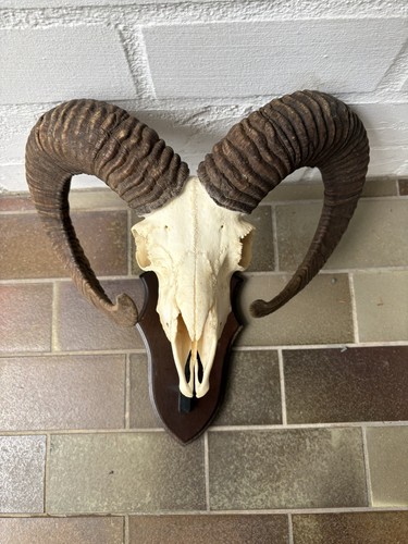 Muffelwidder trophäe - muffelwidder,