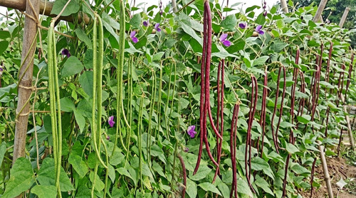Bohnen mix rote grüne - bohnen-mix:, &