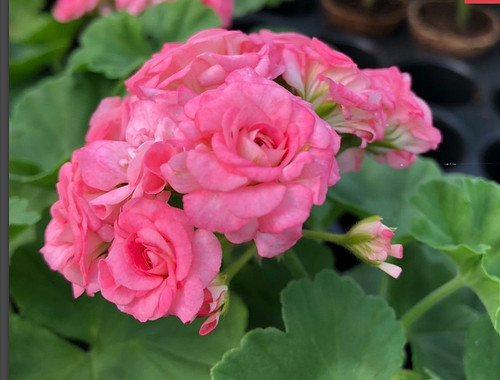 Geranie pelargonie granger s - geranie,, granger's