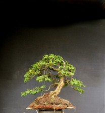 Bonsai outdoor winterhart