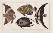 Clipfish Chaetodon fish fish