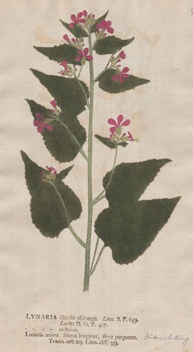 Lunaria honesty silberblatt - lunaria,
