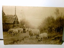 Nostalgie / Vintage. Schafherde. Alte Ansichtskarte / Postkarte s/w, ungel. um 1