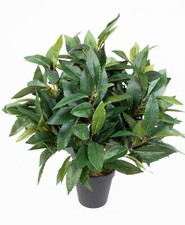 Lorbeerbusch / Lorbeerkugel