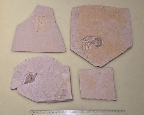 Fossilien solnhofen sammlung - fossilien,