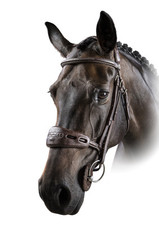 Acavallo Braun Gel- Nasen- und Genickschoner