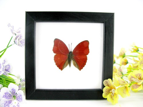 2te wahl red glider - ,