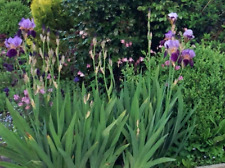 5 Iriis Schwertlilie Rhizome