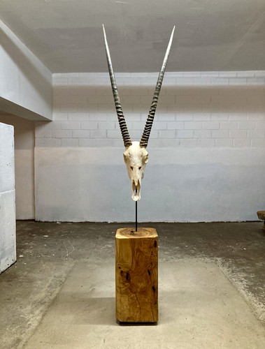 Uniquewood oryx antilope - oryx,