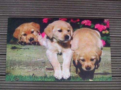 Fußabstreifer welpen hunde - fußabstreifer,,