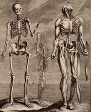 1731 Folio Human Skeleton