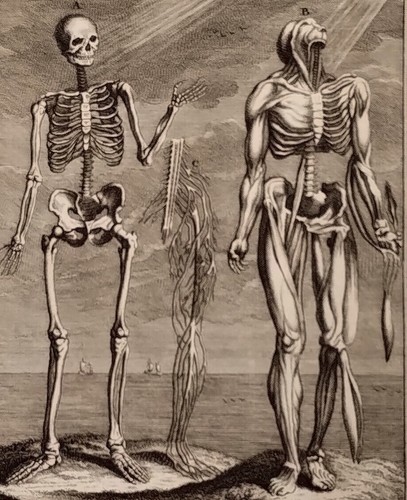 1731 folio menschliches - folio,