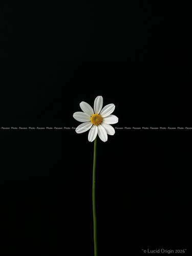 Foto blumen grafiken pop - foto,