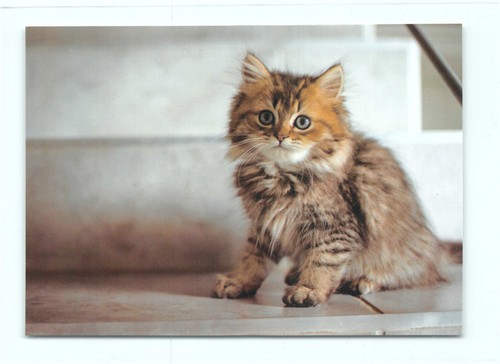 Postkarte katze kleine - ak, "kleine
