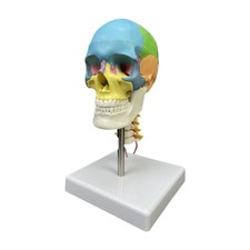 Menschliches Schädelmodell