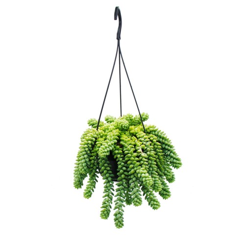 Sedum morganianum burrito - 'burrito',