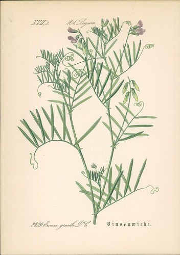 Chromolithographie - ,