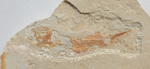 Hochinteressanter fossiler