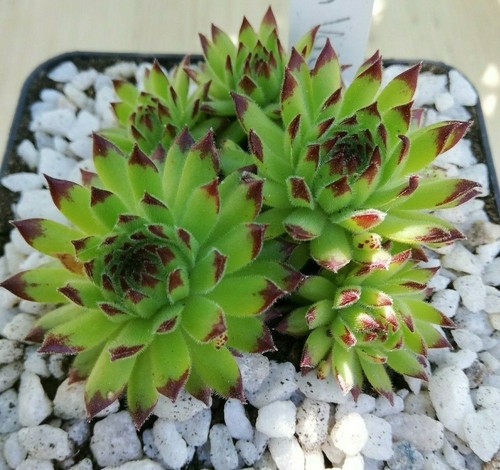 Sempervivum golden valley - "golden,