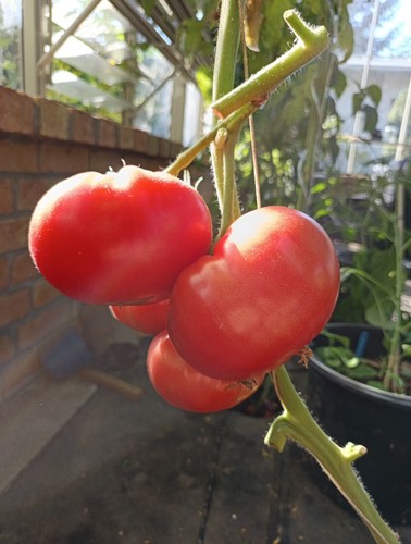 Goliath tomatensamen riesen - goliath,
